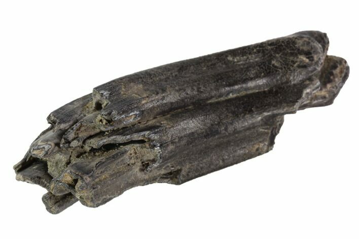 Pleistocene Aged Fossil Horse Tooth - Florida #87279